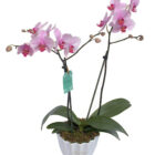 Arreglo de orquídea de dos varas, sobre una base de cerámica blanca.