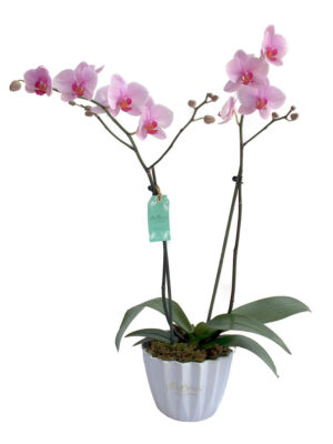 Arreglo de orquídea de dos varas, sobre una base de cerámica blanca.